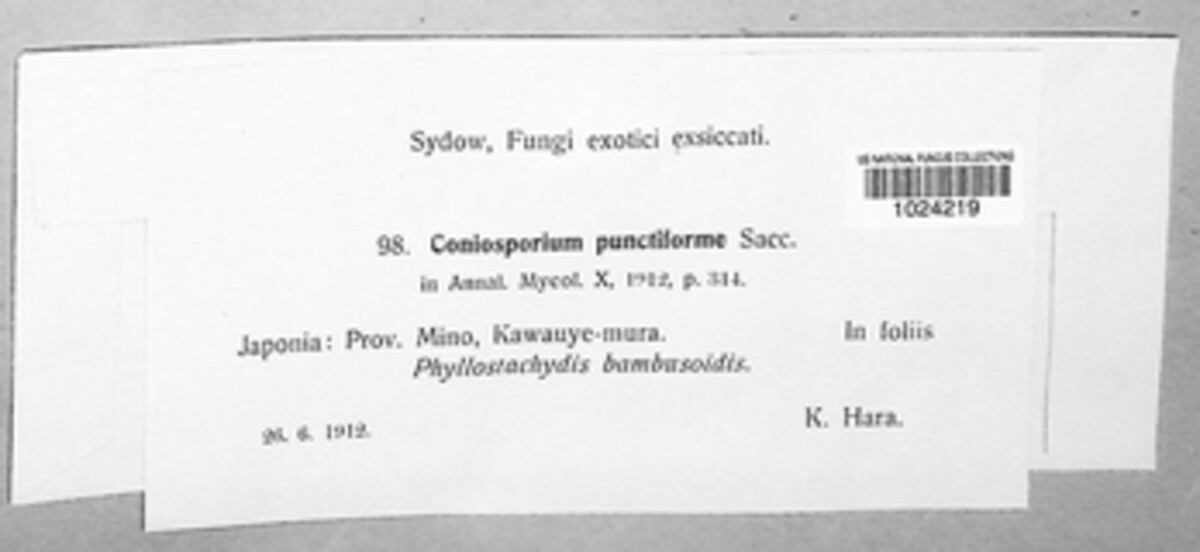Coniosporium punctiforme image